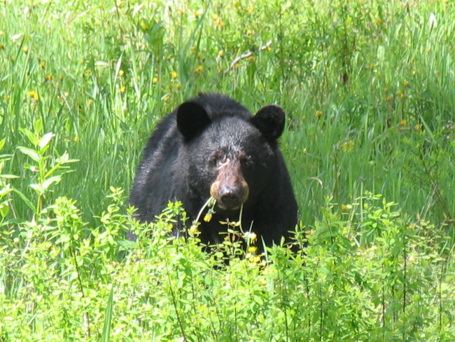 Black Bear at Wells Gray Park