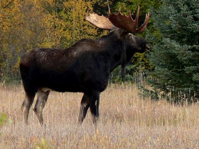 Elk at Wells Gray